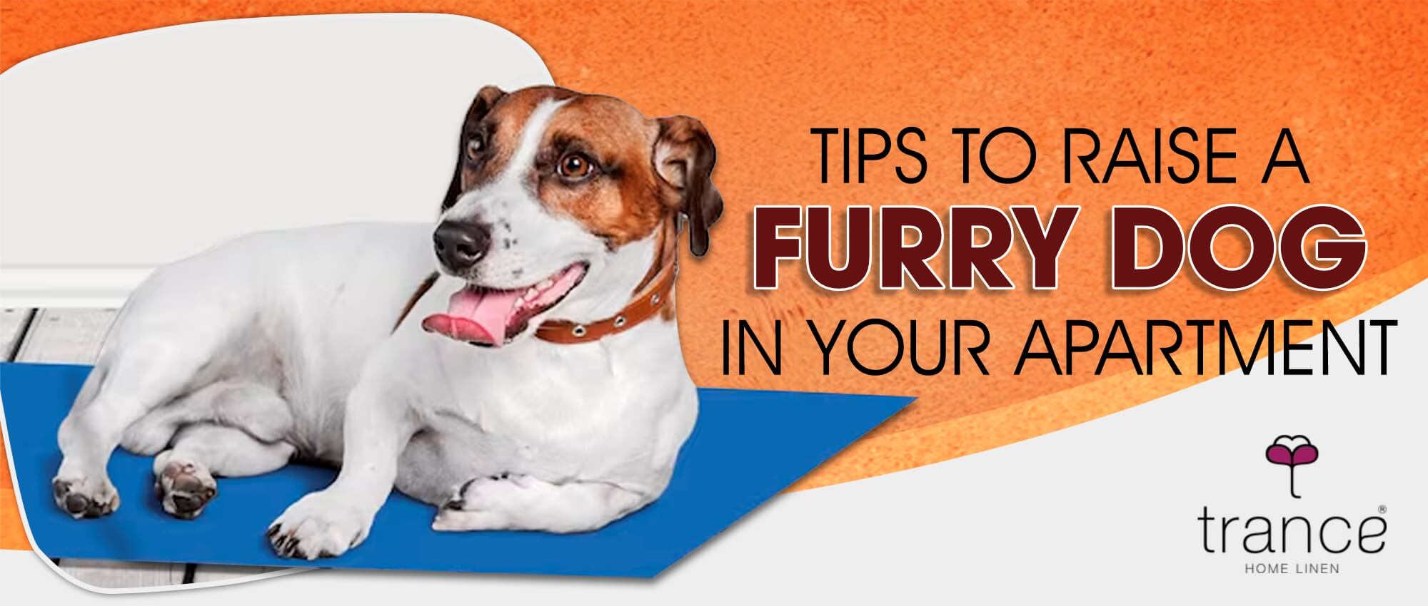 TIPS TO RAISE A FURRY DOG IN YOUR APARTMENT Trance Home Linen